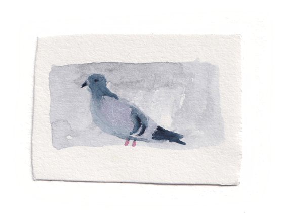 pigeon